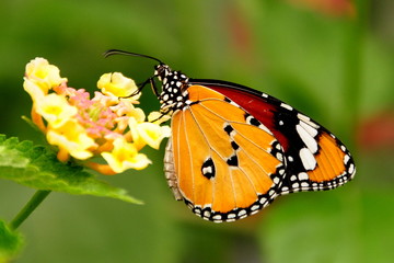 Fototapeta na wymiar Plain Tiger Butterfly