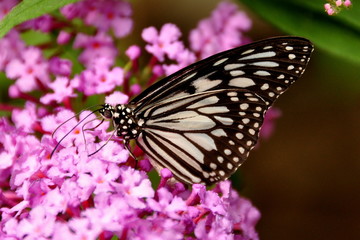 Fototapeta na wymiar Wood Nymph Butterfly