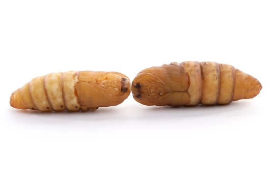 chrysalis silkworm on white background