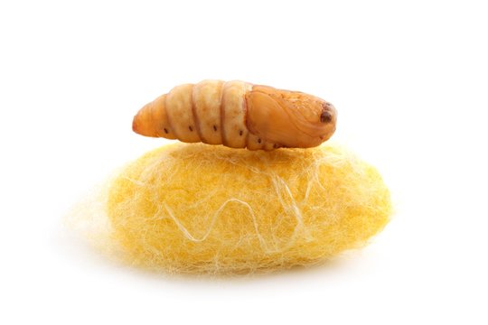 chrysalis silkworm on silk worm cocoon
