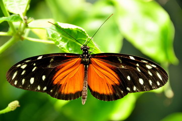 Golden Helicon Butterfly