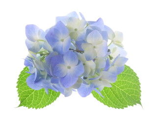 hortensia macrophylla