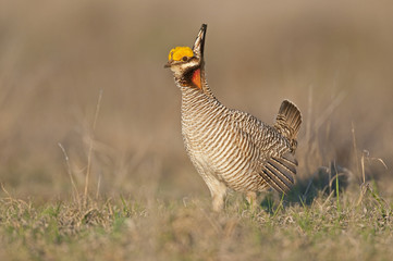Lesser Prairie Chicken 7