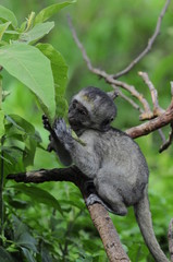 Vervet monkey (Cercopithecus aethiops) at lake Nakuru, Kenya