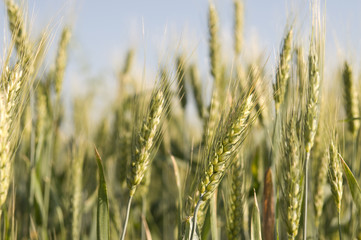 Fototapeta premium Closeup of ear of barley in a field
