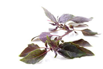 Fototapeta premium Purple basil