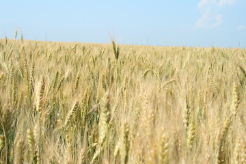 cereals field