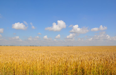 Wheat field
