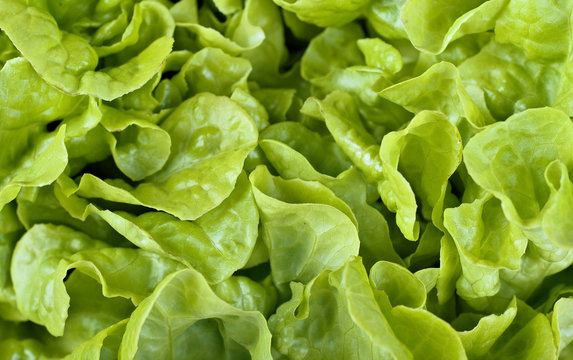 lettuce background