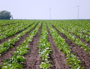sugar beet