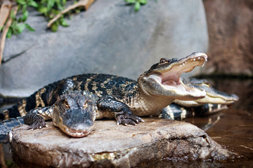 American alligator