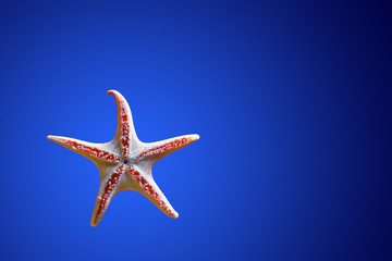 Starfish on blue background