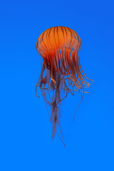 Jellyfish