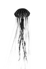 Fototapeta premium Jellyfish silhouette