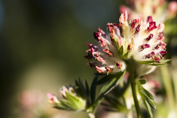 Alpen-Wundklee - Anthyllis vulneraria