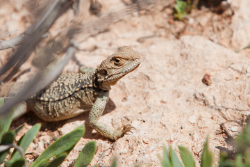 Yellow lizard in the street