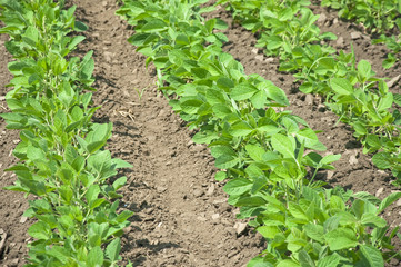 Detail of young green soya leaves in the field
