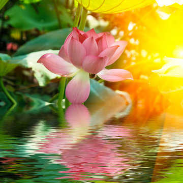 Fototapeta lotus
