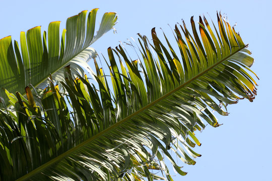 arbre du voyageur ou ravenale, Ravenala madagascariensis