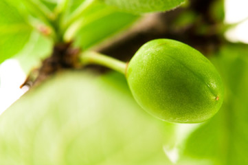 growing green plums isolated on the white