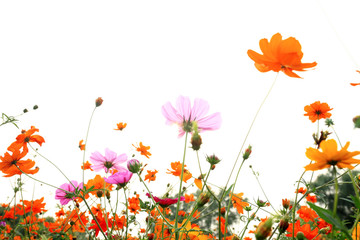 colorful daisies in grass field with white background