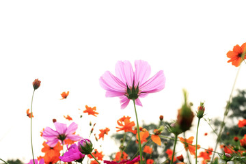 colorful daisies in grass field with white background