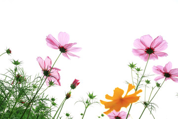 Obraz na płótnie Canvas pink daisies in grass field with white background