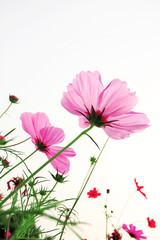 pink daisies in grass field with white background