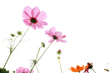 pink daisies in grass field with white background