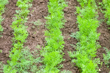 Bed with young carrots