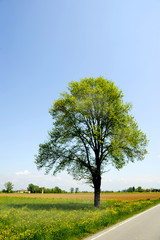 Obraz premium way in a green country with tree