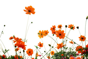 colorful daisies in grass field with white background