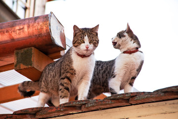 zwei Katzen auf einem Hausdach © Gina Sanders