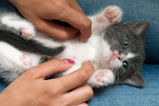Chaton chatouill&eacute;
