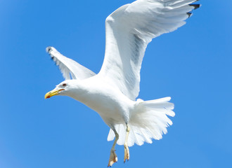 seagull