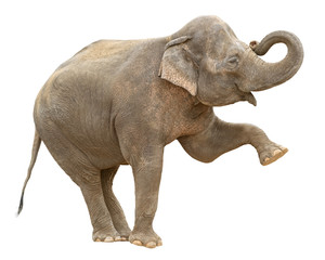 Obraz premium Indyjski słoń indyjski wyłącznik powitalny