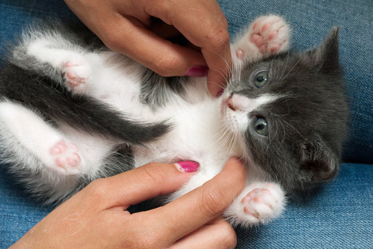 Chaton chatouill&eacute;
