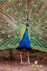 Obraz premium portrait of male peacock