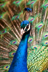 Obraz premium portrait of male peacock