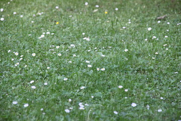 Gänseblümchenwiese