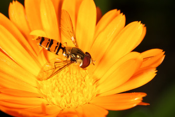 Hoverfly
