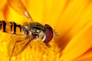 Hoverfly