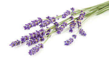 Fototapeta premium twigs plucked lavender over white background
