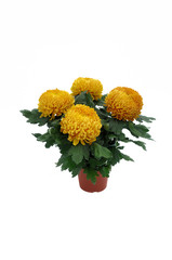Obraz premium chrysanthème en conteneur