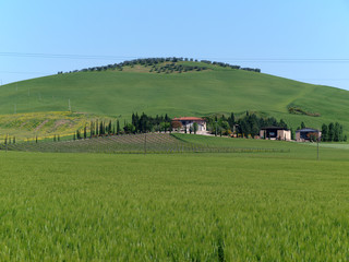 Villa in Tuscany amongst fields and olive groves