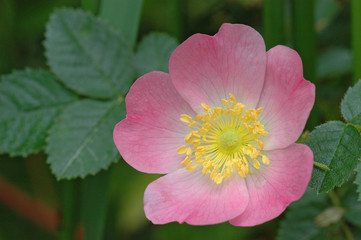 Hagebutte - Heckenrose