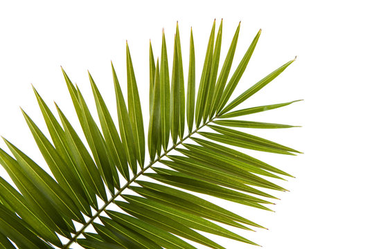 Fototapeta Green palm leaf isolated on white background
