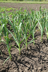 Vegetable garden, young onion