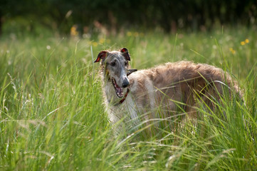 elegant russian borzoi wolfhound in a grassy meadow