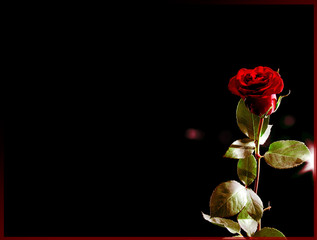 Red rose on black background